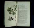 [Colour plates of flowers] [Palmstruch, Johan Wilhelm] Billberg, J[ohan], G[ustaf] / Swartz, O[lof]